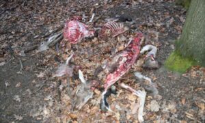 V poľovnom revíri Kováčovské kopce pri Štúrove našli zastrelenú, zodratú z kože a vykostenú danielicu a danielča
