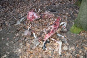 V poľovnom revíri Kováčovské kopce pri Štúrove našli zastrelenú, zodratú z kože a vykostenú danielicu a danielča